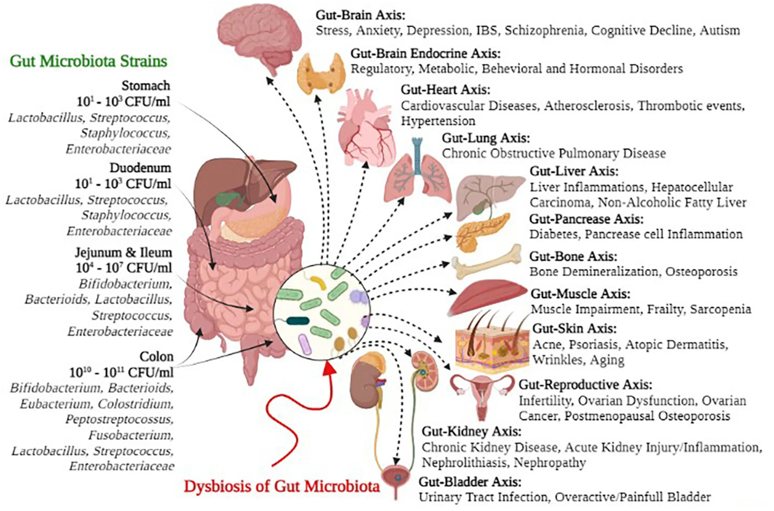 Bacteria del microbioma intestinal bajo microscopio