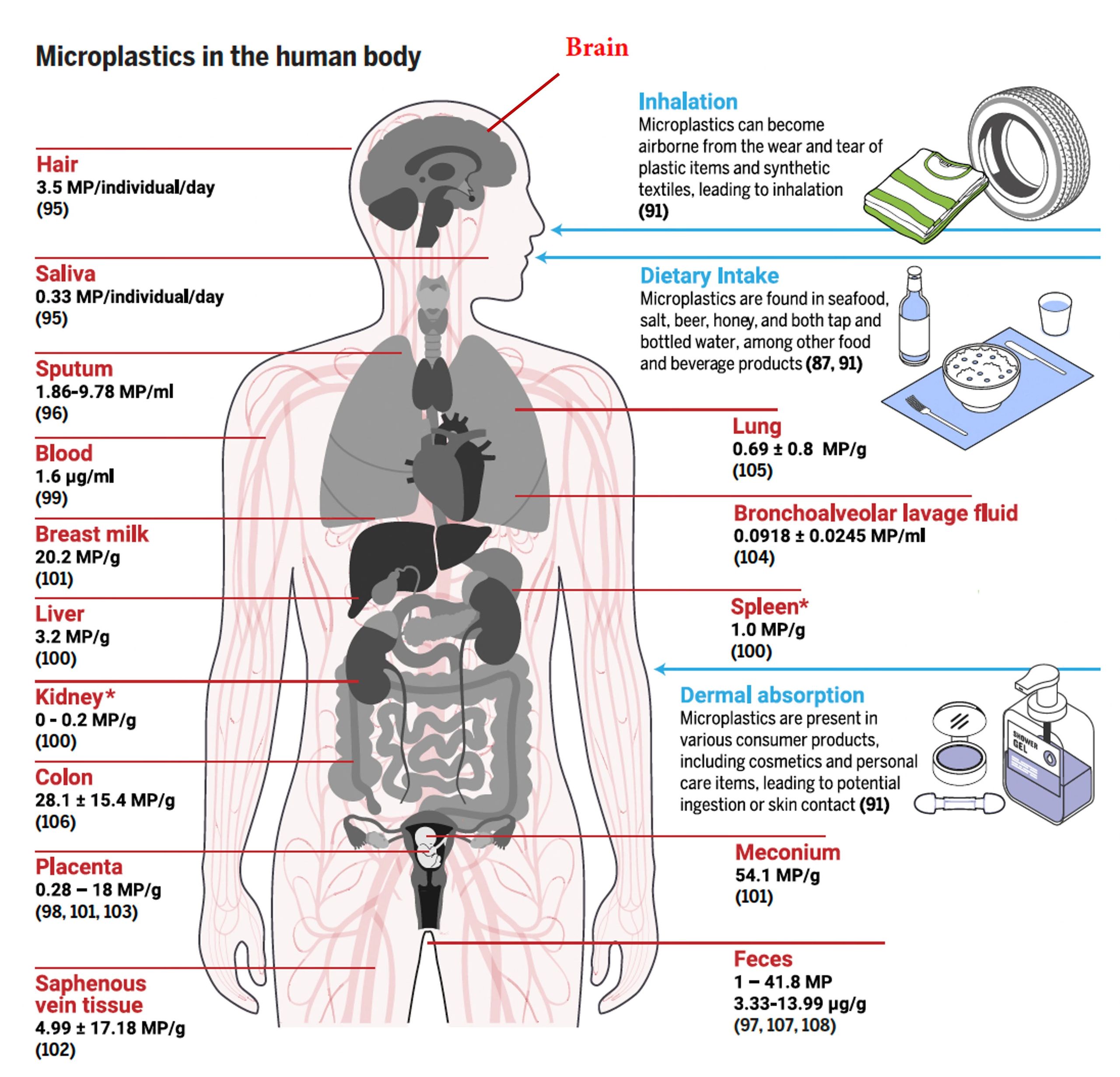 Microplásticos cruzando la barrera hematoencefálica
