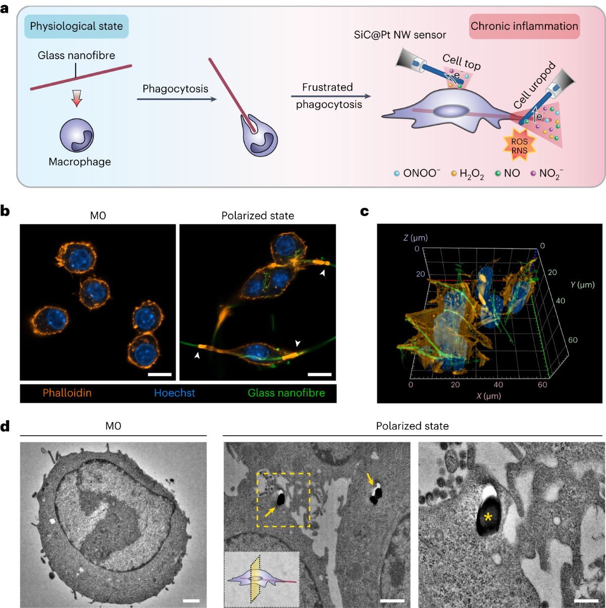 Nanofibras y Fagocitosis Frustrada